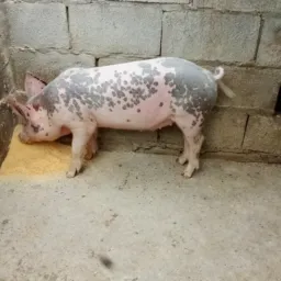 Sorteio hoje🐷