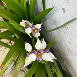 DOAÇÃO E TROCA DE PLANTAS SANTA JULIANA