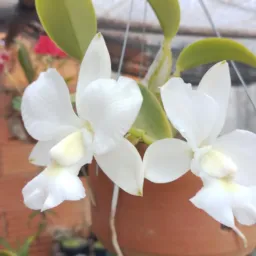 Vendas de Orquídeas