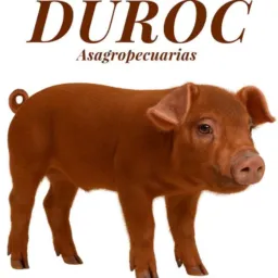 🐷RIFA DE  PORCO 🐷