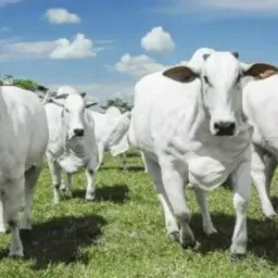 Compra e venda de bovinos