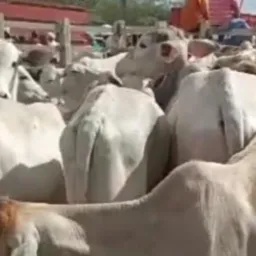 Feira de Gado - Nordeste (RN, PB, PE e CE)