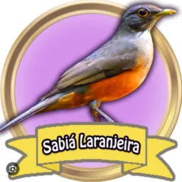 SABIÁ LARANJEIRA BR🇧🇷