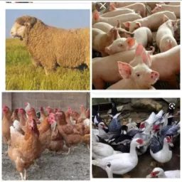 Agronegócio 🌱 Venda de Aves e Animais do Campo