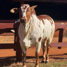 Animais Blumenau