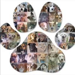 🐶🐱Grupo de Adoções e Vendas de Animais - PHB E REGIÃO🐶🐱