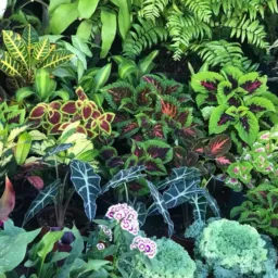 Doções/vendas de mudas de plantas 🪴