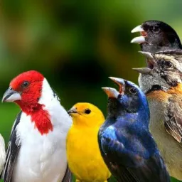 🐦Pássaros Tatuquara Brik e negócios 🦅