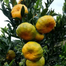 Amigos cerroazulence 🍊🍊