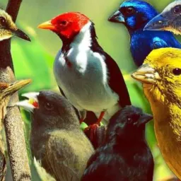 VENDA E TROCA DE AVES INTERIOR 🏜️🏖️