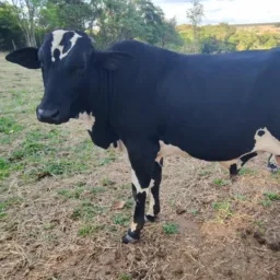 🚨Vendas  trocas de animal    37 região 🐶🐱🦆🐥🐮