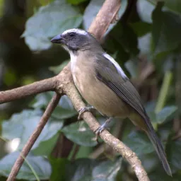 Trinca boiadeiro BH