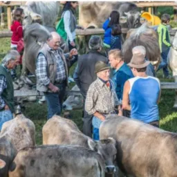Os comerciantes de Trindade 🐂🦆🐗🐐🐄🐓