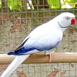 PETS SÓ AVES MINAS 9