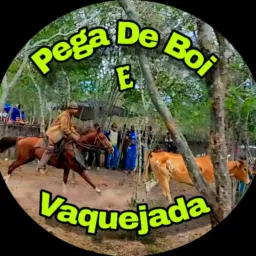 Pega de boi e vaquejada🌵🐴🤠
