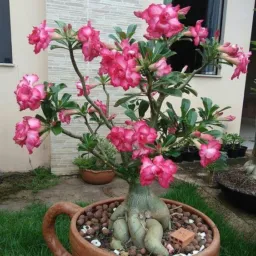 🌵somente venda de plantas🪴🌱🪻