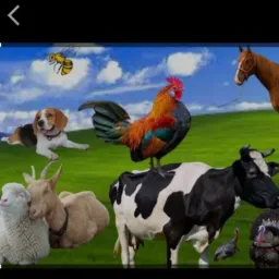 Vendas so de animais João pessoa /PB 🐥🪿🐓🦆🦃🦢