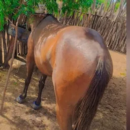 Rifa de uma potra e 4 pix