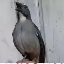 TRINCA VELOCISTA /ROLO VENDA BAIXADA
