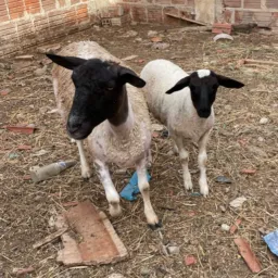 🐑  rifa rebanho AMRT. Lote 60 uma ovelha doper parida de fêmea  🐑