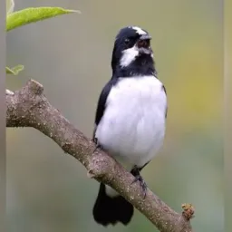 APENAS BIGODE🐧