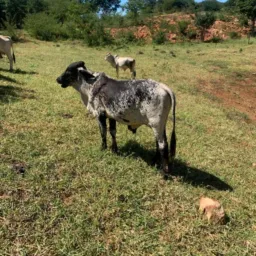 Rifa de um garrote