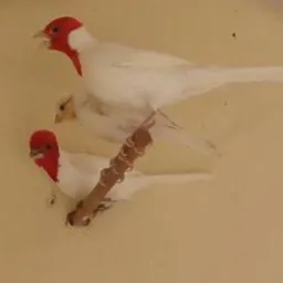 🦜VENDAS E NEGÓCIOS DE ANIMAIS 🐦
