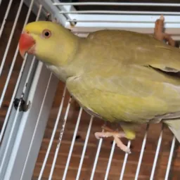 🦜🦜GRUPO DE RING NECK MINAS 2🦜🦜