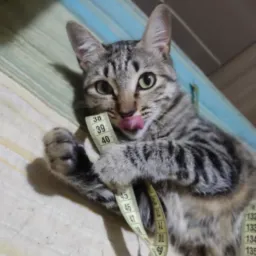 BRECHÓ DOS RESGATINHOS 🐕🐈🐈⬛