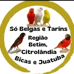 Canário Oliveira somente belgas tarim pintassilgo gaiolas vamos respeitar as regras aviso uma vez