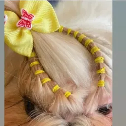 Banho e tosa banho adomicilio produtos de qualidade doce pet 🐶🐶