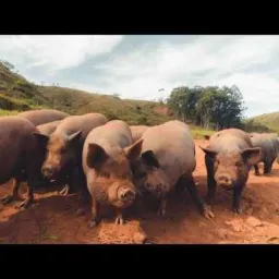 Vendas e gambira de porcos 🐖🐷🐷