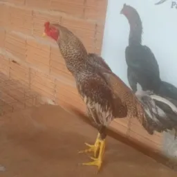 Rifa do bispão, pisca de paramirim 🐓