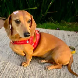 FILHOTES ♥️DASCHUND