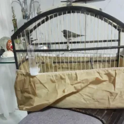 Compras e vendas de aves São José🐦⬛🐦⬛