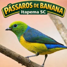 Pássaros de banana Itapema SC 🍌🐦⬛