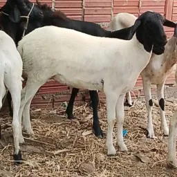 Grupo De Rifas do NAILSON.  🙌🤝🐖🐏🐑