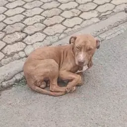 ESTADO DEPRIMENTE