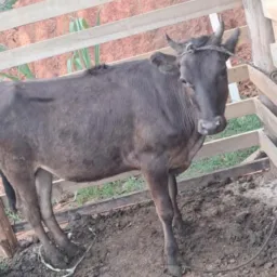 Rifa Novilha 220 quilos