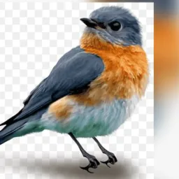 Animais de sítio itajai e região